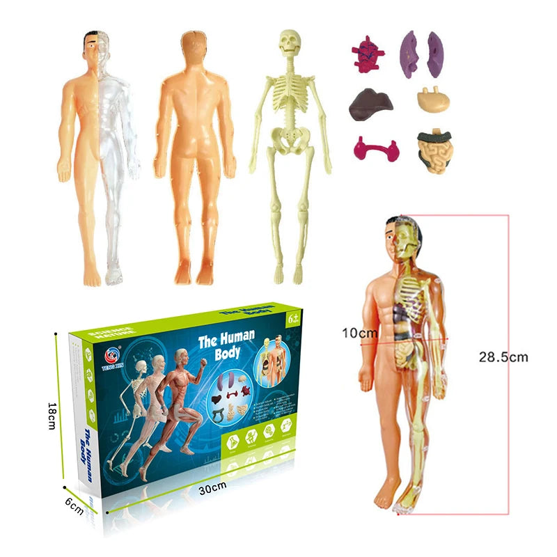 3D Human Body Torso Model - Educational Assembly Kit for Teaching Human Anatomy to Children