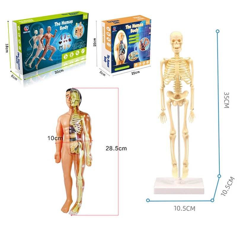 3D Human Body Torso Model - Educational Assembly Kit for Teaching Human Anatomy to Children