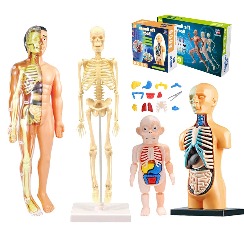 3D Human Body Torso Model - Educational Assembly Kit for Teaching Human Anatomy to Children
