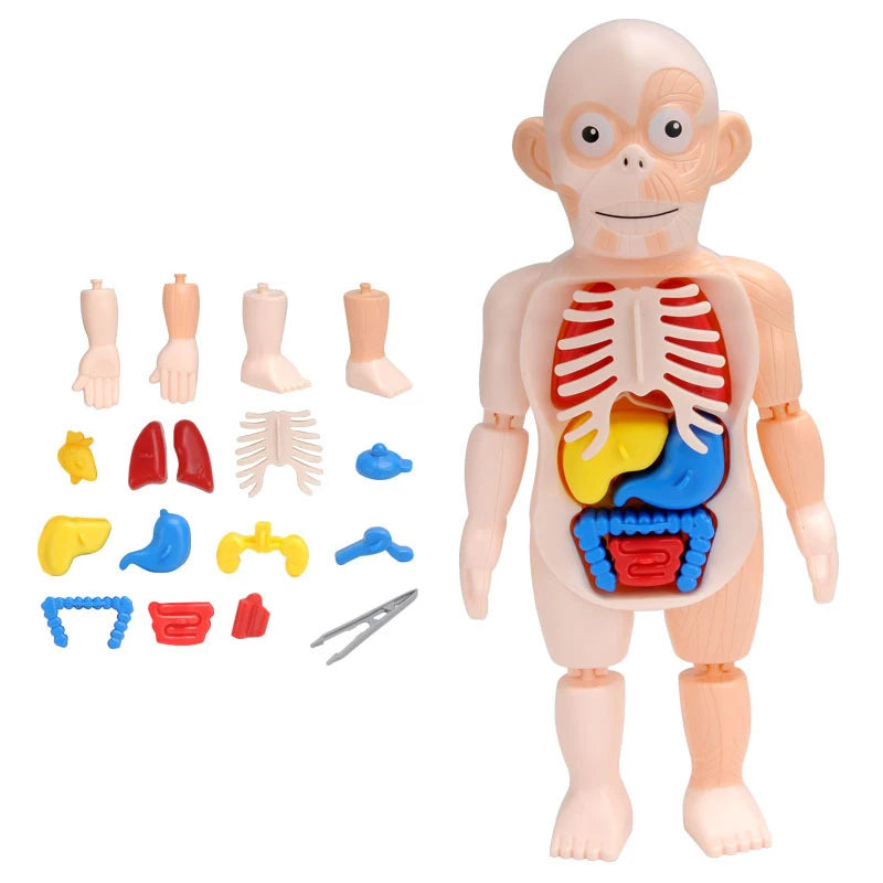 3D Human Body Torso Model - Educational Assembly Kit for Teaching Human Anatomy to Children