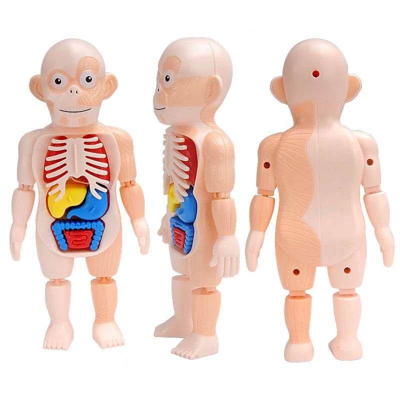 3D Human Body Torso Model - Educational Assembly Kit for Teaching Human Anatomy to Children