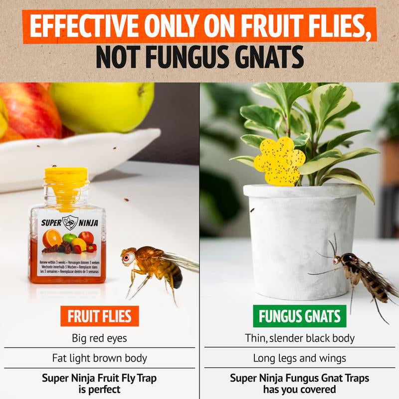 Super Ninja Fruit Fly Trap - Ultimate Indoor Solution for Fruit Fly Control - Eco-Friendly & Long-Lasting Effectiveness!
