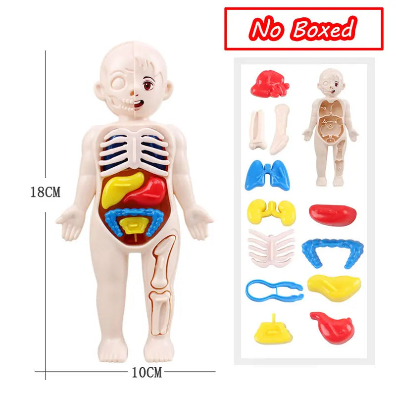 3D Human Body Torso Model - Educational Assembly Kit for Teaching Human Anatomy to Children
