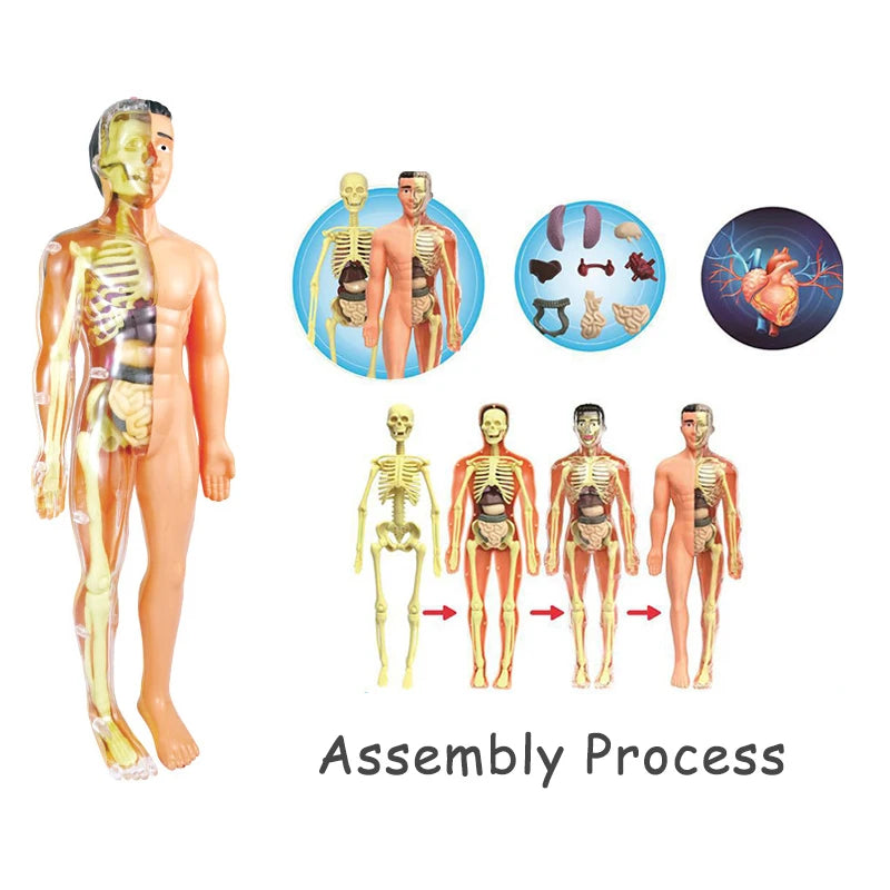 3D Human Body Torso Model - Educational Assembly Kit for Teaching Human Anatomy to Children