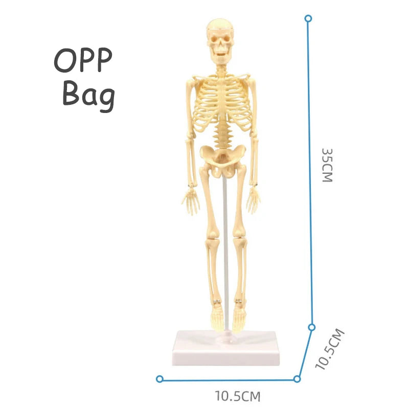 3D Human Body Torso Model - Educational Assembly Kit for Teaching Human Anatomy to Children