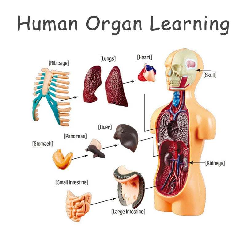 3D Human Body Torso Model - Educational Assembly Kit for Teaching Human Anatomy to Children