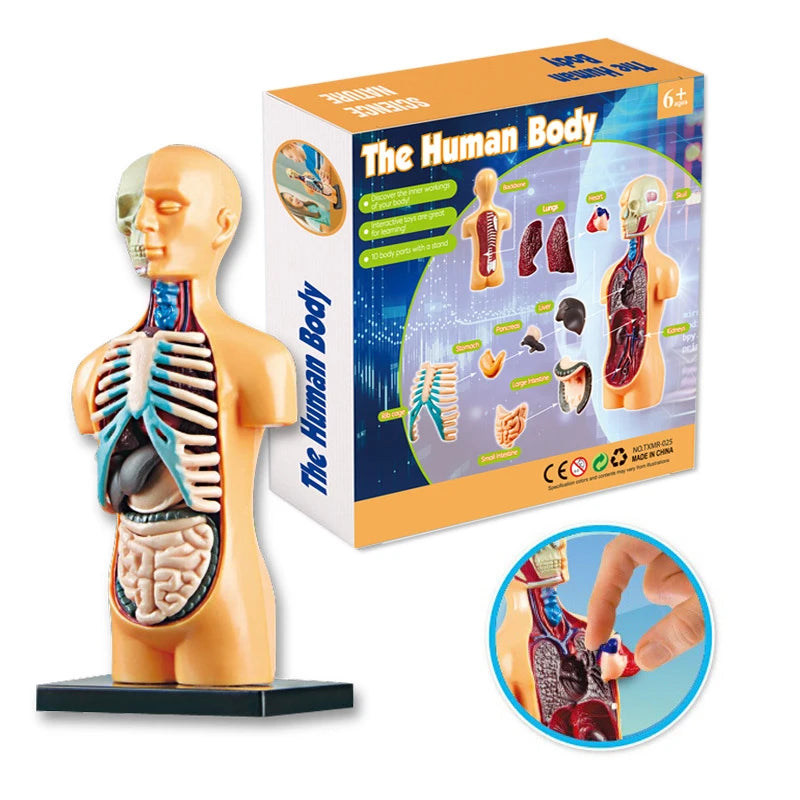 3D Human Body Torso Model - Educational Assembly Kit for Teaching Human Anatomy to Children
