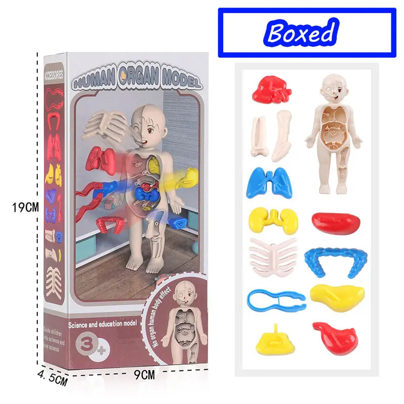 3D Human Body Torso Model - Educational Assembly Kit for Teaching Human Anatomy to Children